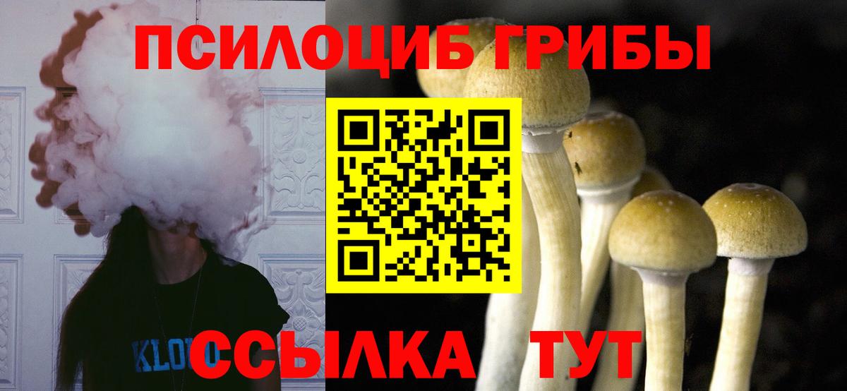 купить закладку  Вход с VPN  Долгопрудный  Псилоцибиновые грибы Cubensis 